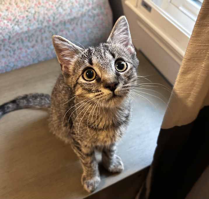 Photo of Laszlo