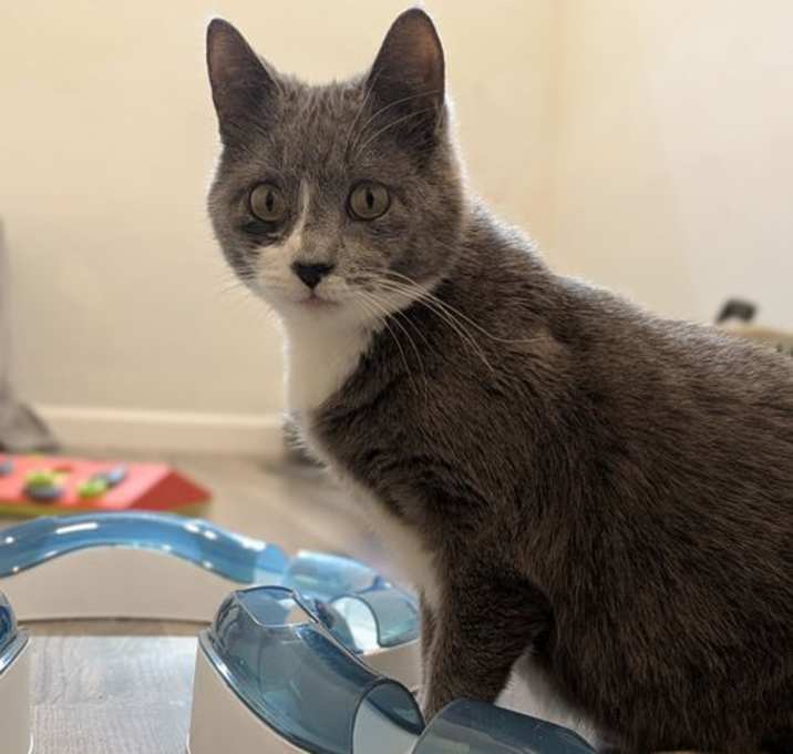 Photo of Kricket