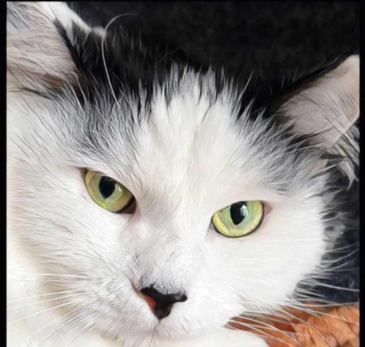 Photo of Mimi - Lap Cat