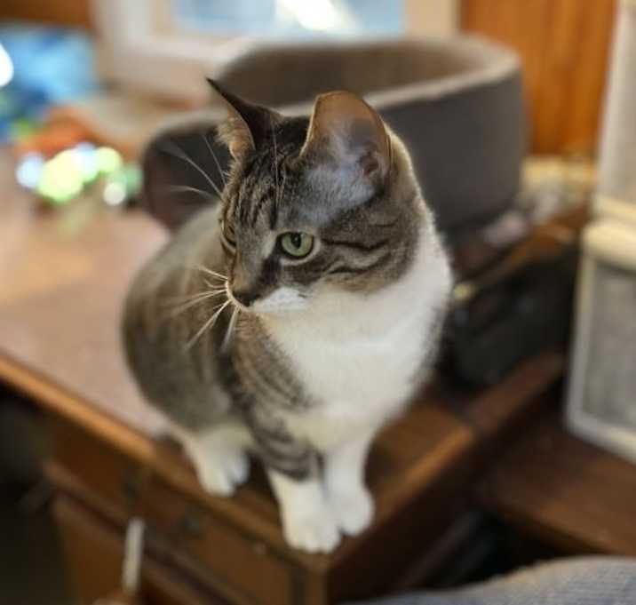 Photo of Piper