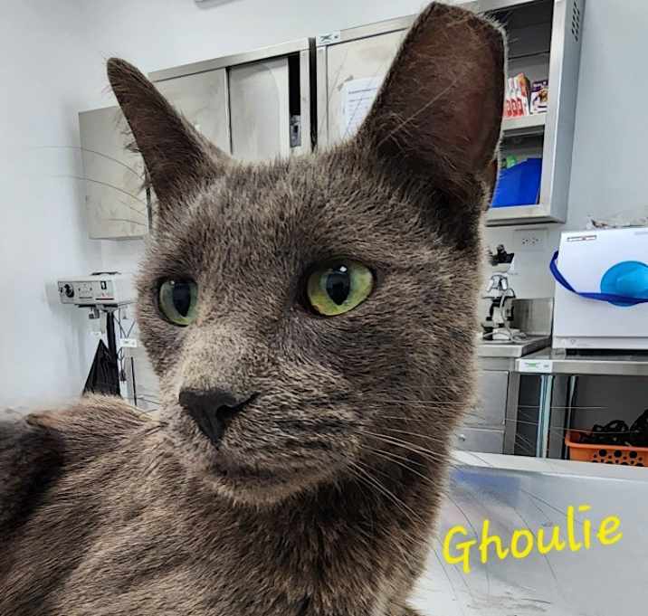 Photo of Ghoulie