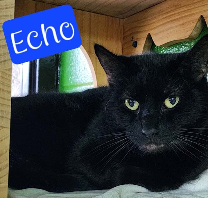 Photo of Echo
