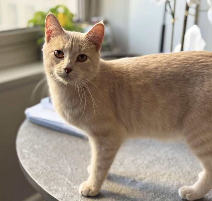 Photo of Yoda