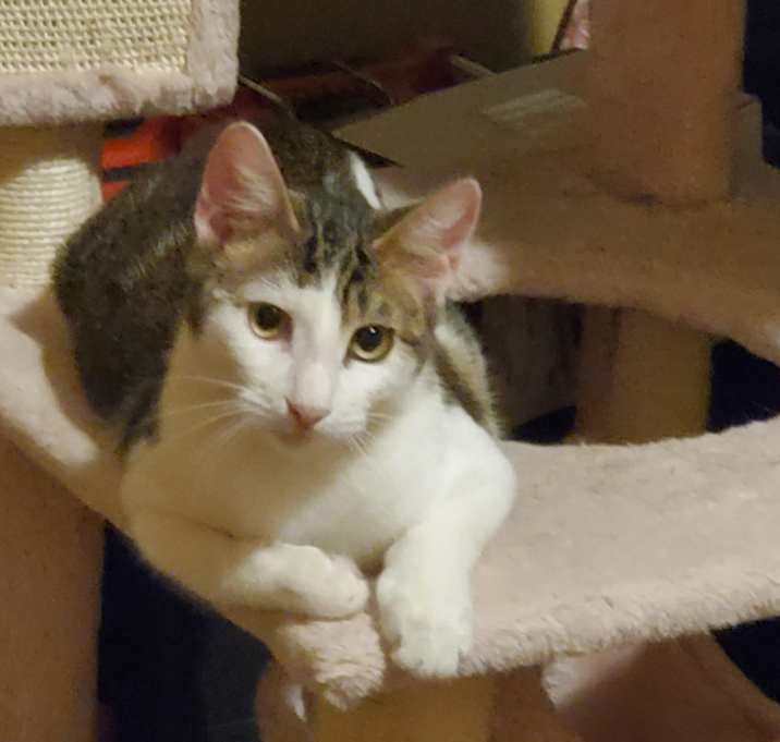 Photo of Finn