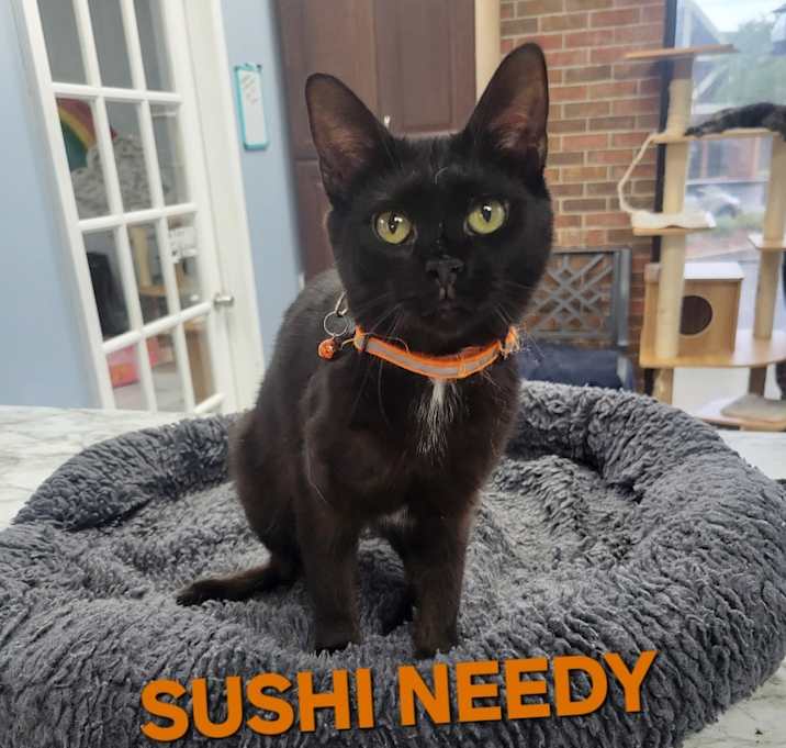 Photo of Sushi Needy