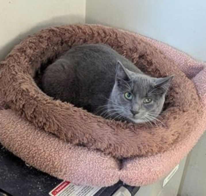 Photo of PECAN LATTE - Shy Sweetie!