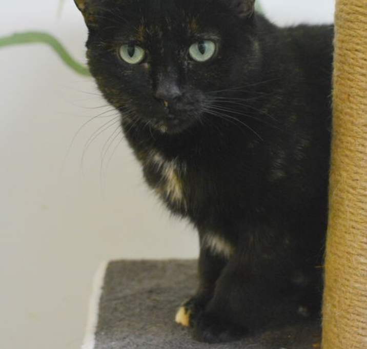 Photo of Cadbury