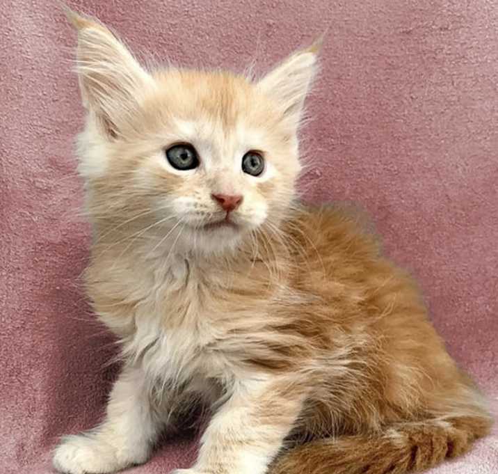 Photo of Puff
