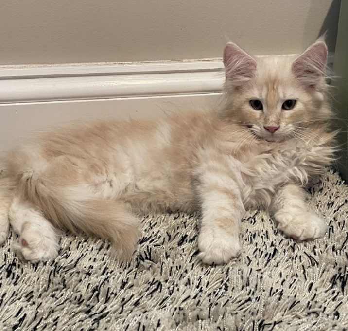 Photo of Muffin