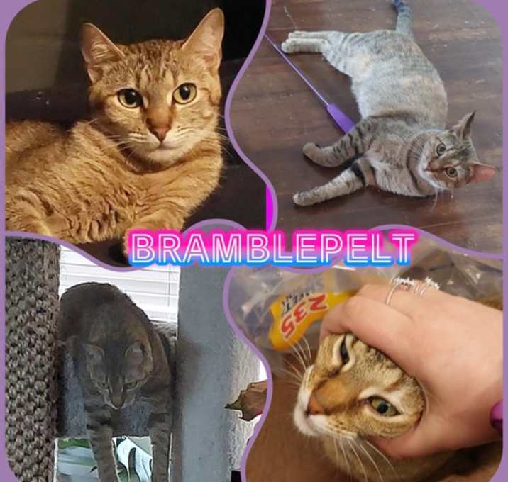 Photo of BRAMBLEPELT