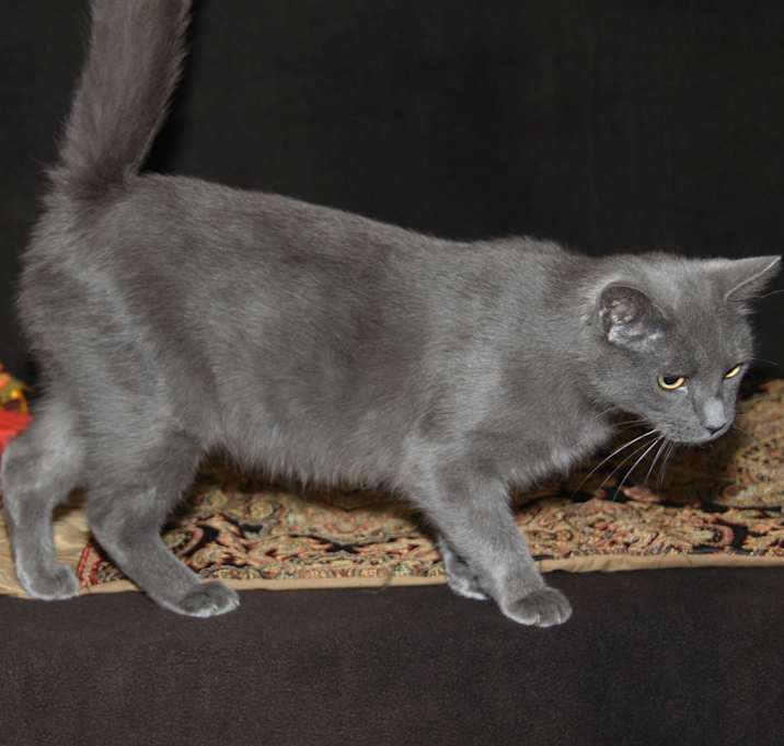 Photo of Jean Grey (Spayed) EmptyNester