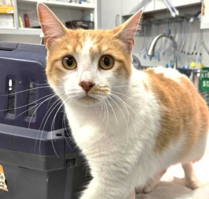 Photo of 656187 Simba
