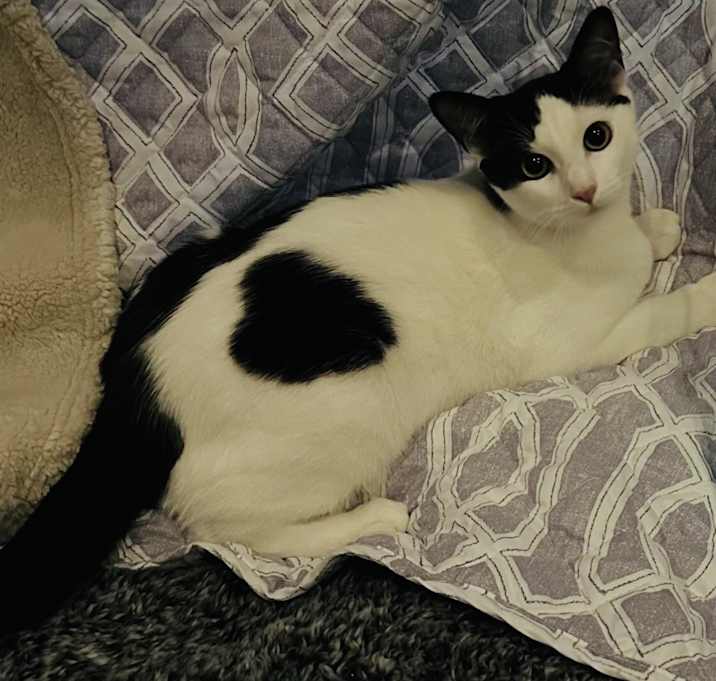 Photo of Venus