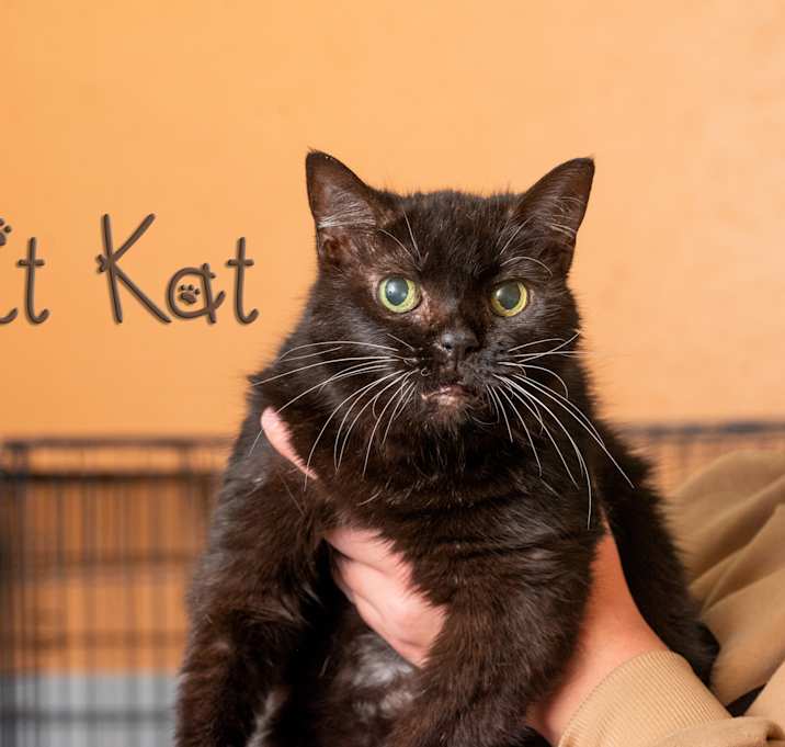 Photo of KitKat