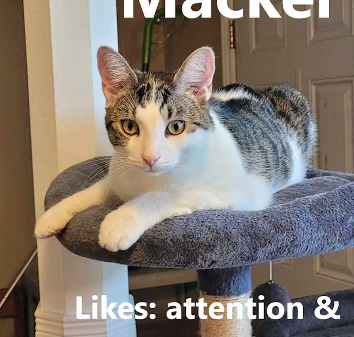 Photo of Macker