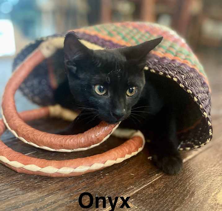 Photo of Onyx and Pearl