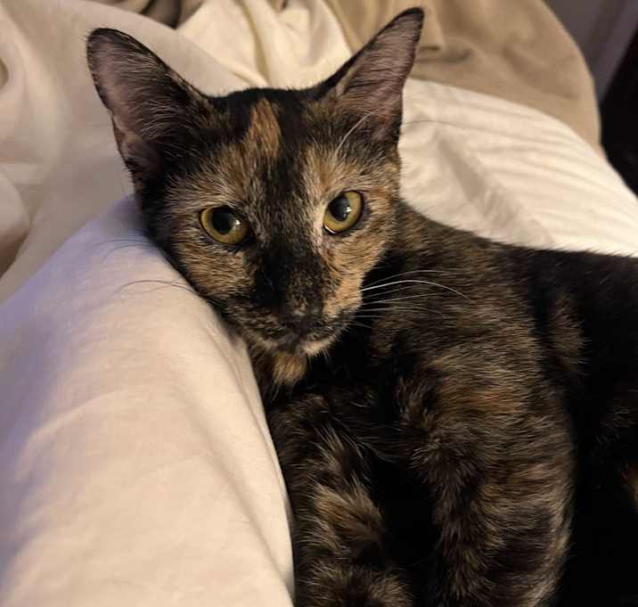 Photo of Fern