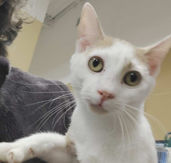 Photo of Charlie Cat