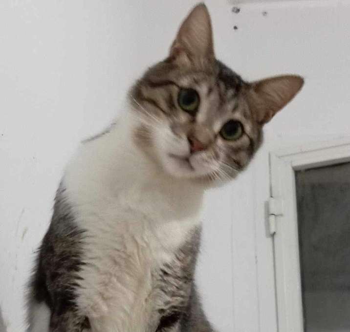 Photo of Louie