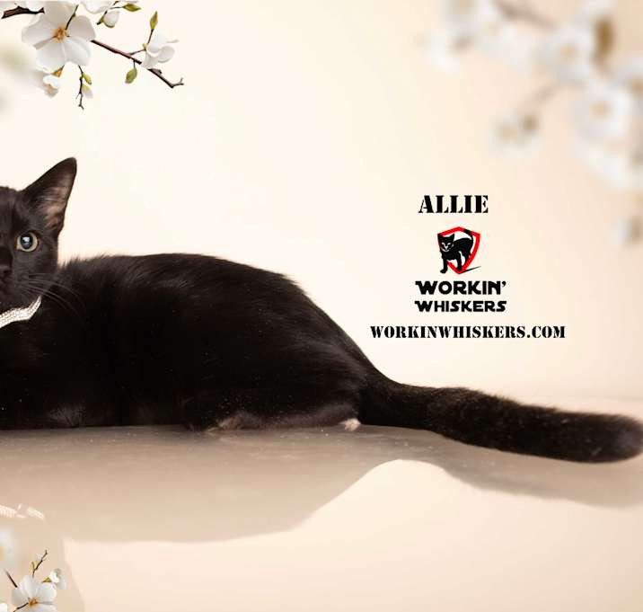Photo of ALLIE
