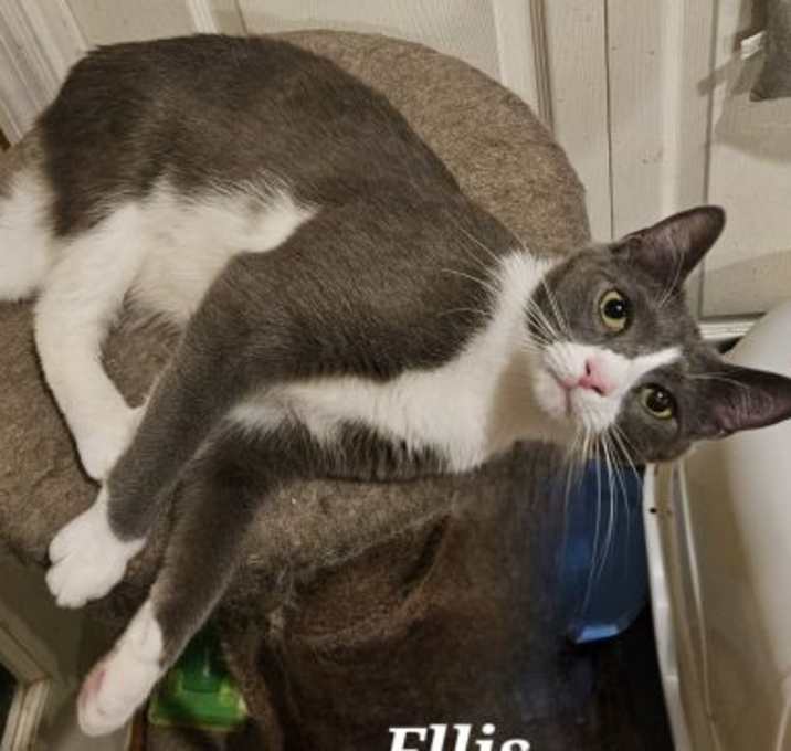 Photo of Ellis