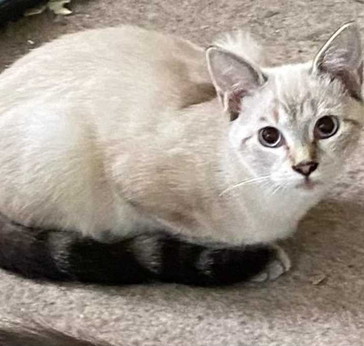 Photo of Toffee