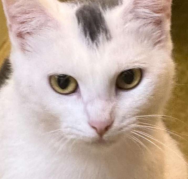 Photo of Angel