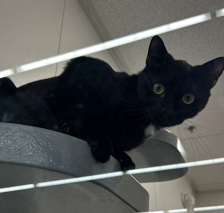 Photo of Basil