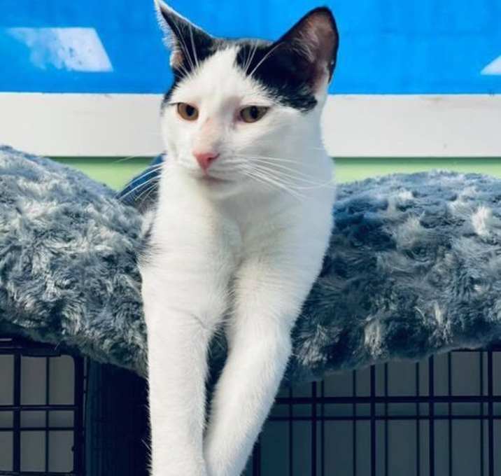 Photo of Rajah