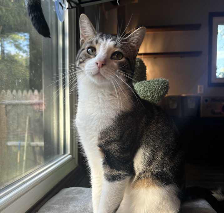 Photo of Buttons
