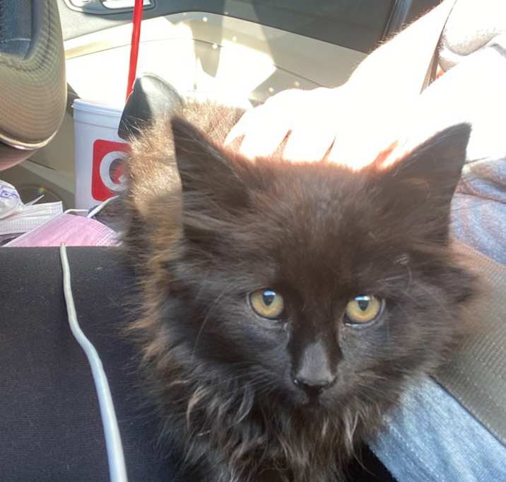 Photo of Tinker