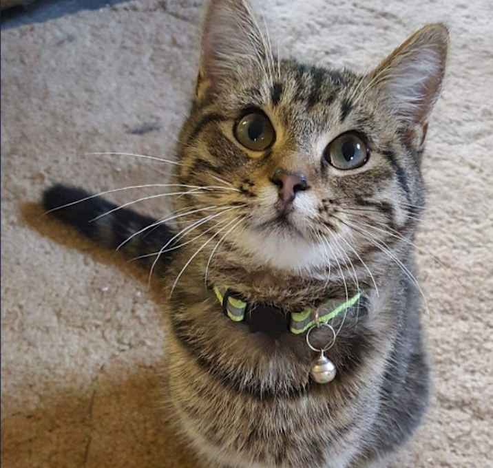Photo of Baby Cakes