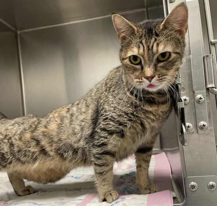 Photo of Pumpkin