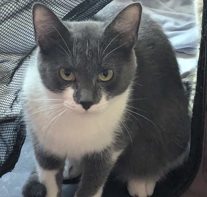 Photo of MAGGIE