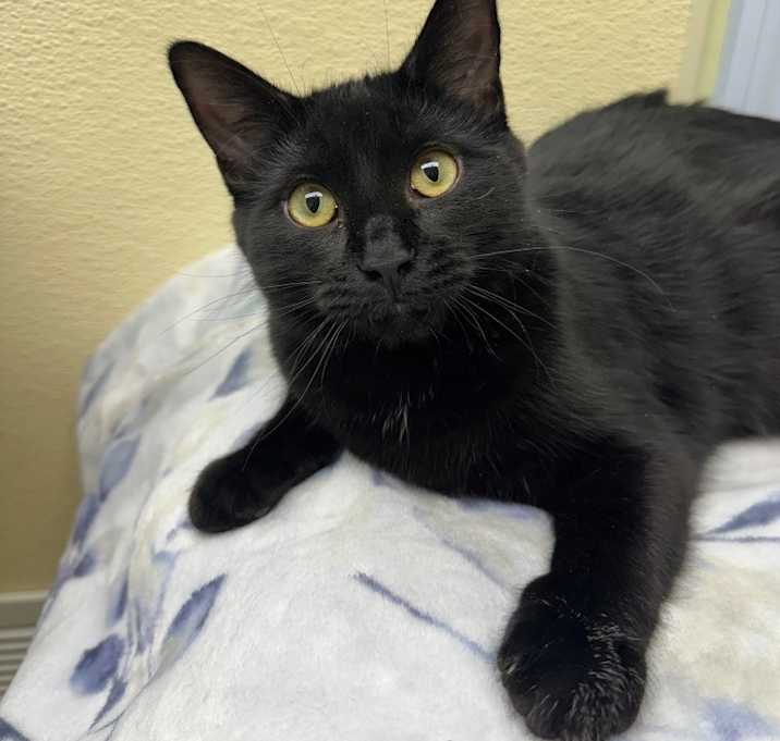 Photo of Salem