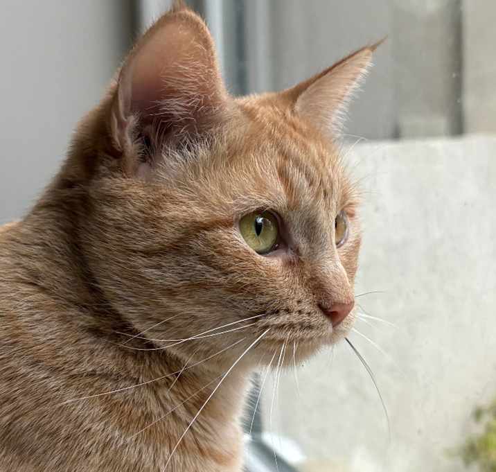 Photo of Ginger