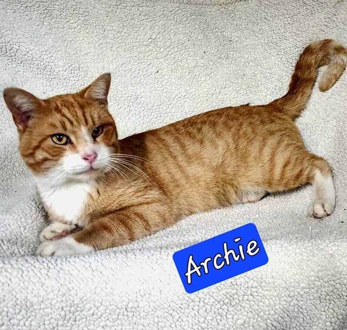 Photo of Archie