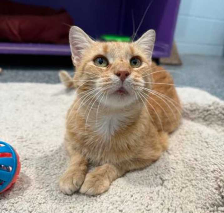 Photo of Ginger