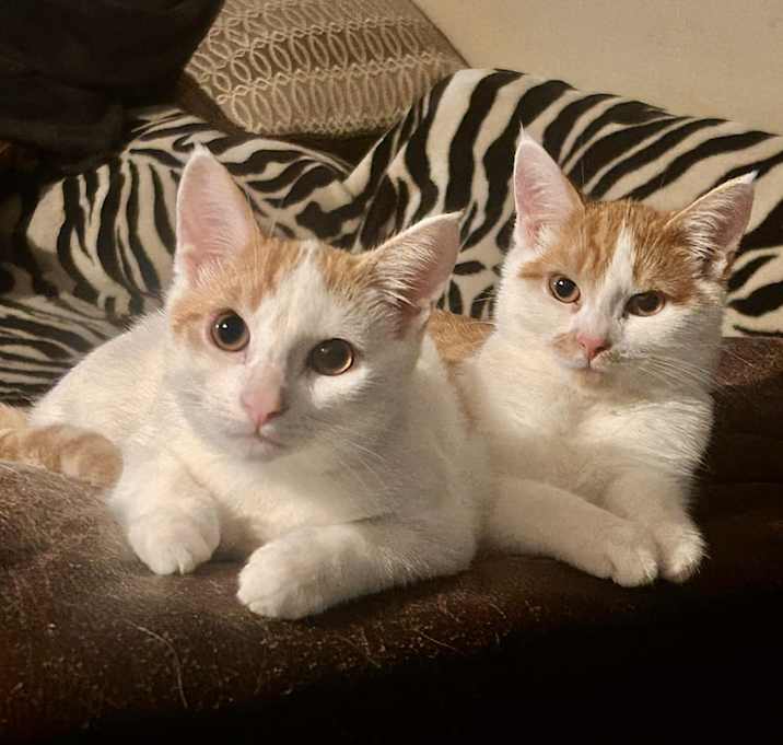 Photo of Wilbur & Henry