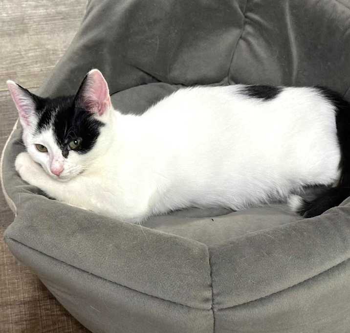Photo of Tesla