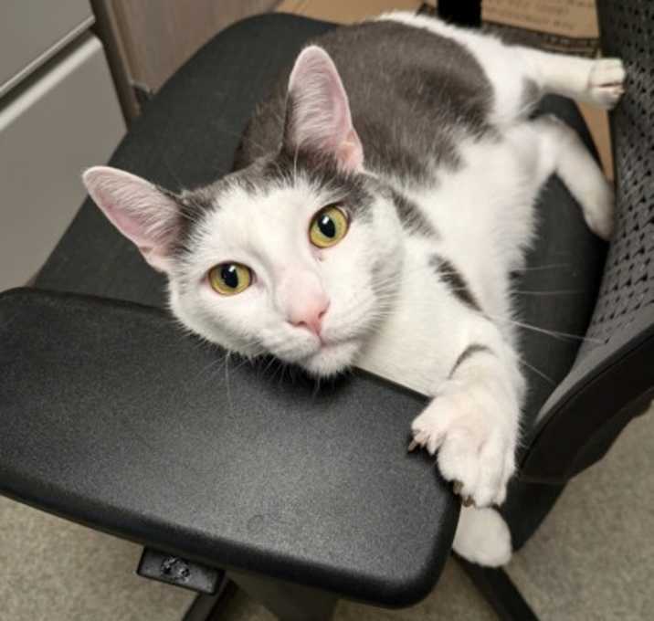 Photo of Cassius