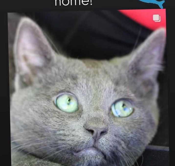 Photo of Minnow