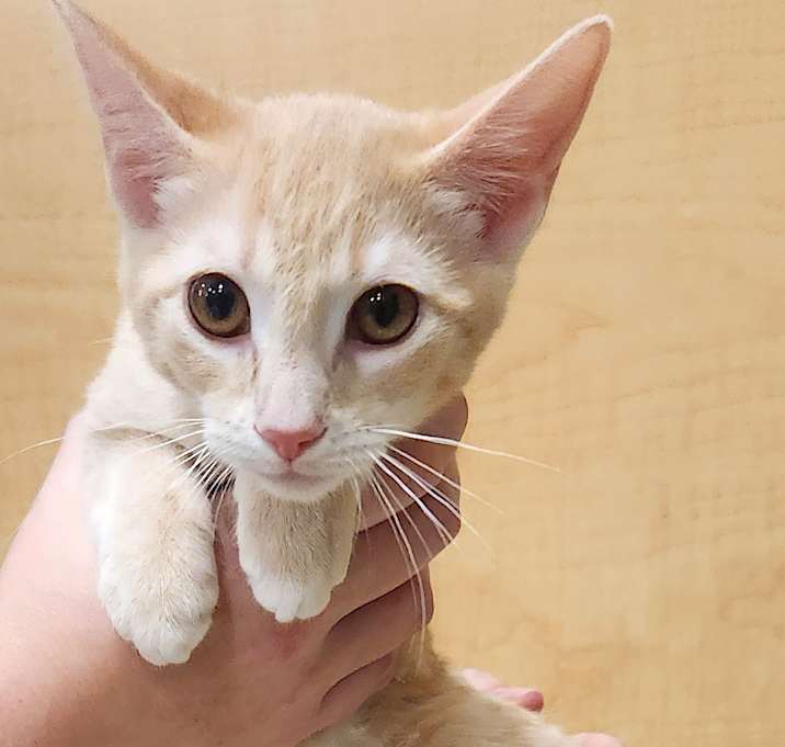 Photo of SWEETHEART