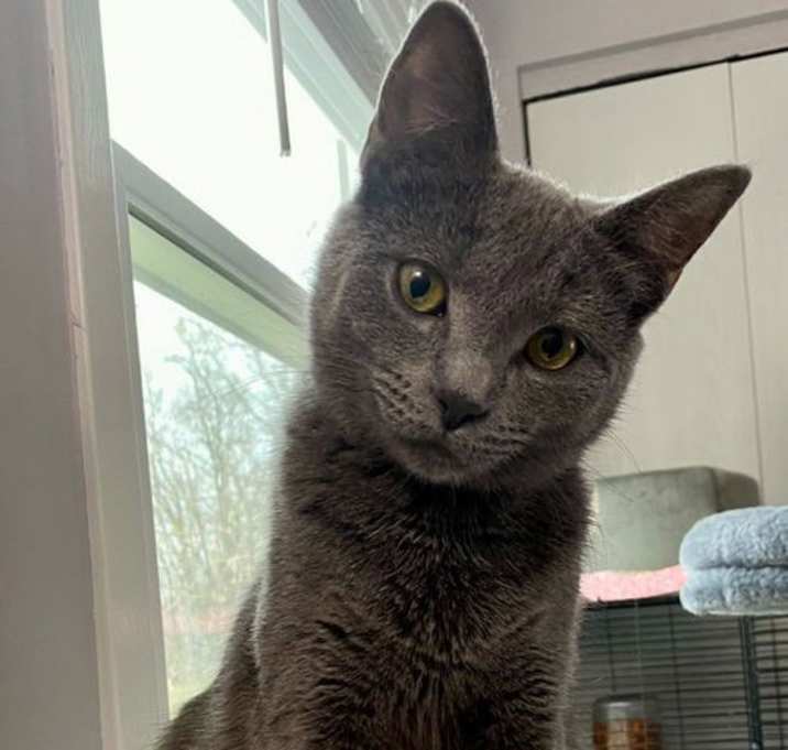Photo of cat-Izaiah