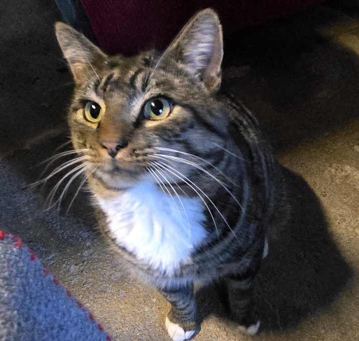Photo of Frankie