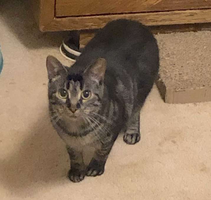 Photo of RONNIE