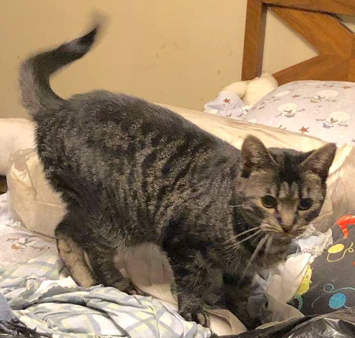 Photo of WILLOW