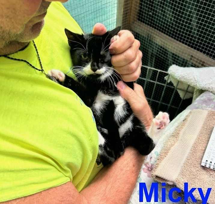 Photo of Micky East Meadow