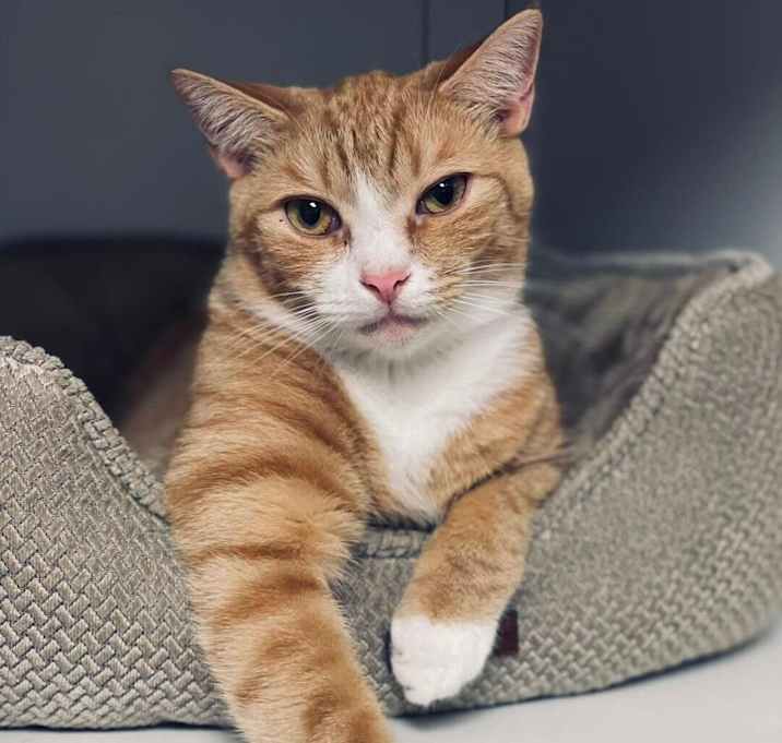 Photo of Atlas