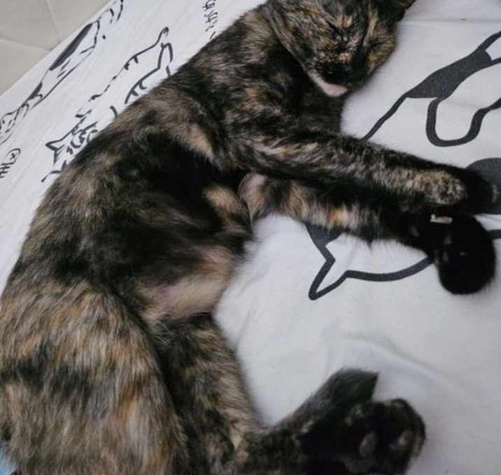 Photo of Coconut